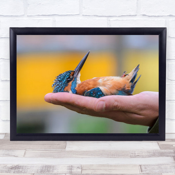 Little Orange Blue Bird Laying In Hand Wall Art Print