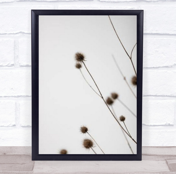 Thistle Grey 03 Dried Botanical Studio Wall Art Print Thistle Grey 03 Dried Botanical Studio Wall Art Print