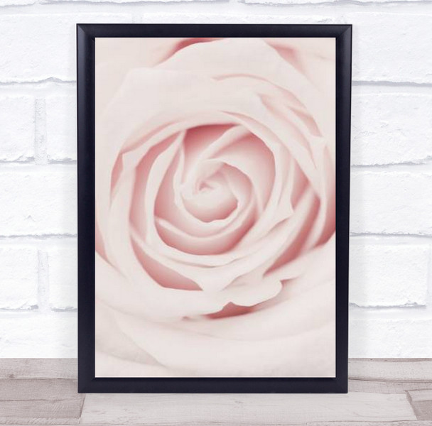 Pink Rose No 02 Roses Flower Studio Wall Art Print