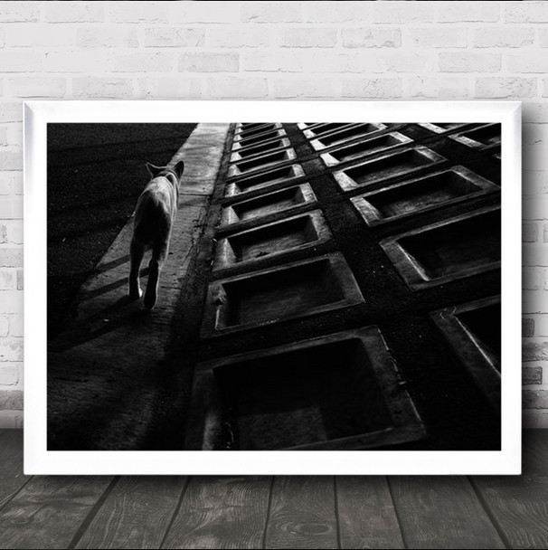 Stray Cat Animals Square Flooring Wall Art Print