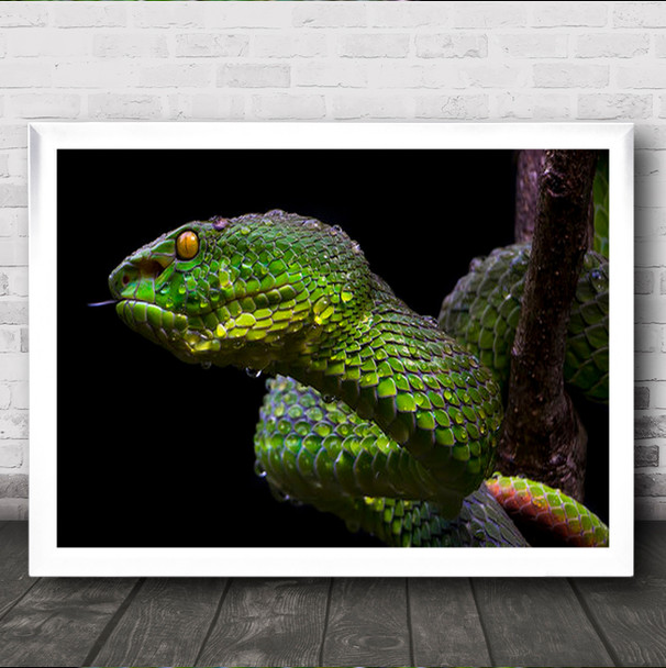 Green Viper Macro Animals Snake Wall Art Print