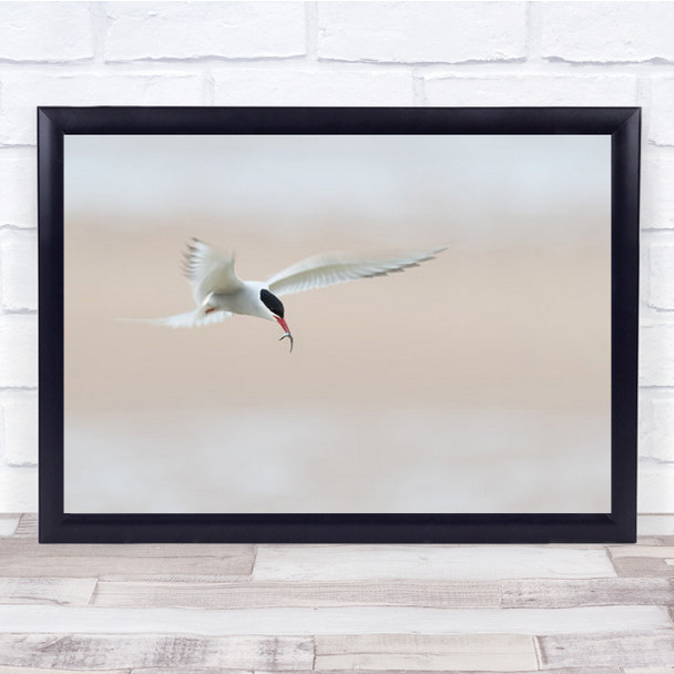 Tern With Fish By The Beach Wall Art Print