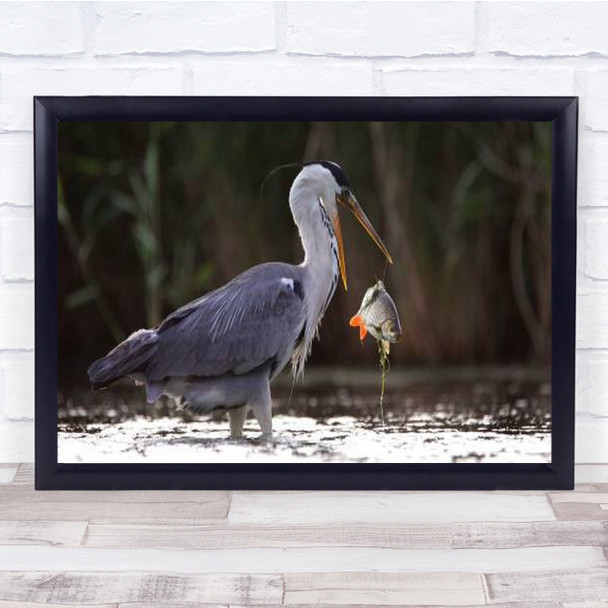 Large Bird Dropping Fish Wall Art Print