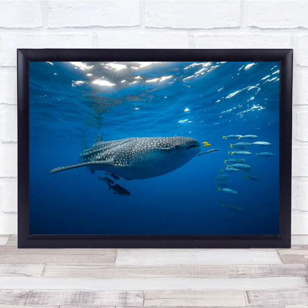 Shark Whaleshark Whale-Shark Wildlife Sea Ocean Underwater Print - PETTEX1640700