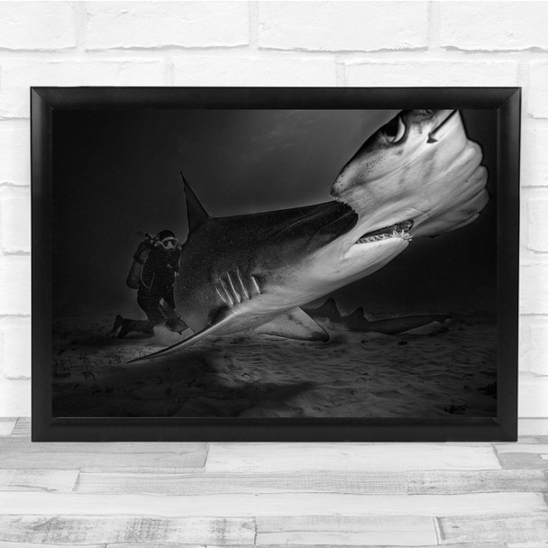 Underwater Shark Sharks Hammerhead Black White Black And White Dive Diver Print