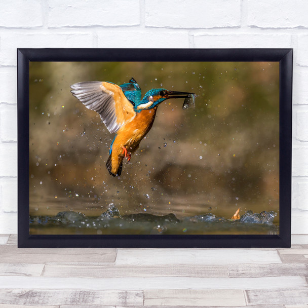 Wildlife Wild Animal Animals Nature Bird Birds Kingfisher Print - PETTEX1043092