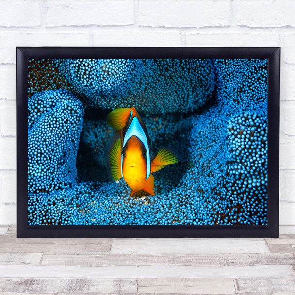 Amphiprion Anemone fish Blue Latifasciatus Madagascar Underwater Wall Art Print