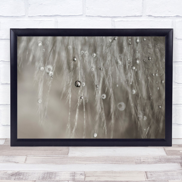 Dew Water Macro Drop Droplets Drops Droplet Feather Feathers Wet Wall Art Print