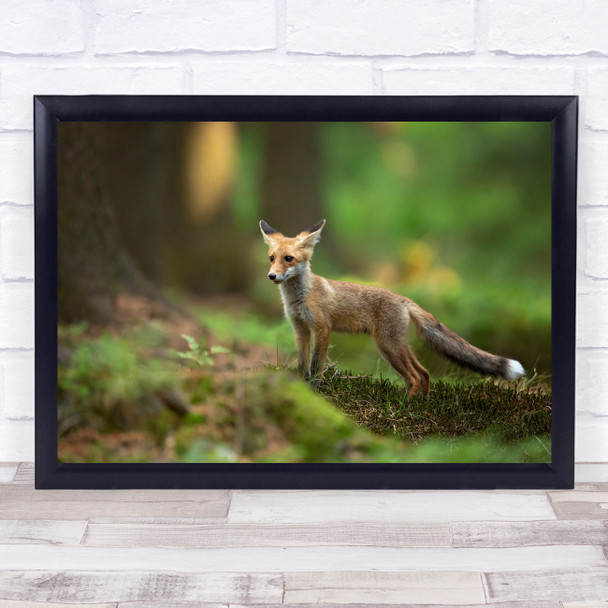 Fox Red Cute Baby Tail Fur Furry Forest Bokeh Young Cub Wildlife Wall Art Print