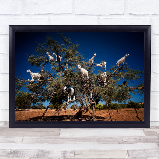 Goat Argan Travel Traditional Morocco Goats Tree Climb Fun Funny Wall Art Print