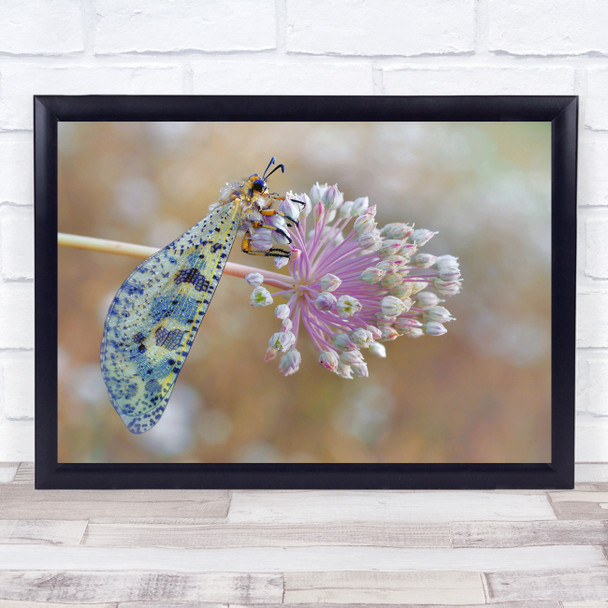 Insect Fourmilion Parisian Leek Flower Bokeh Butterfly Macro The Wall Art Print