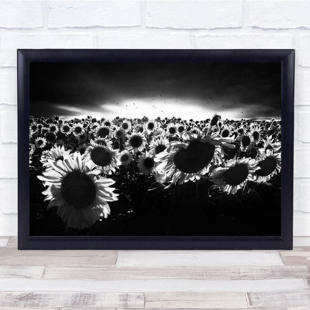 Landscape Sunflowers Flowers Contrast Black & White Field Summer Wall Art Print