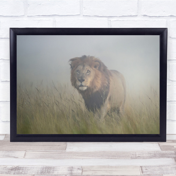 Lion African Panthera Botswana Africa Safari Savannah Grass King Wall Art Print