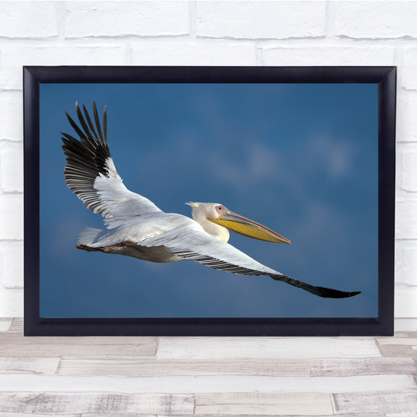 Pelican Wings Flight Flying Fly Bird Wildlife Wild Nature Animal Wall Art Print