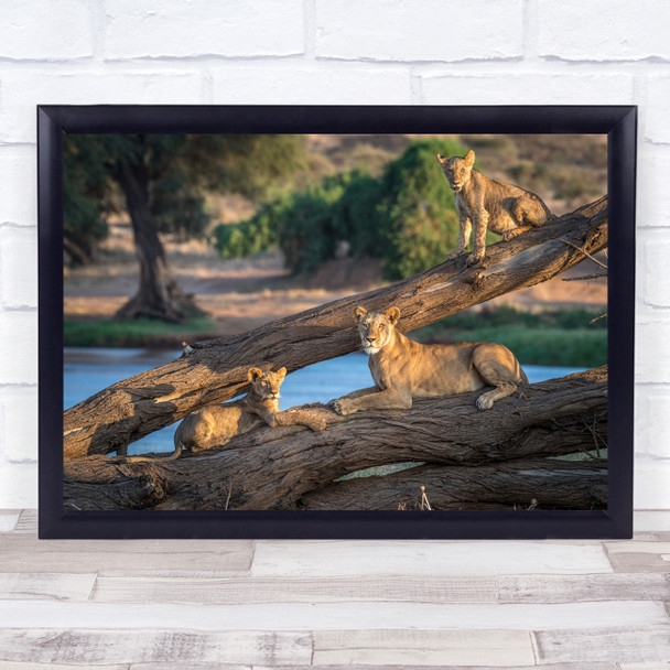 Wildlife Wild Nature Animal Animals Safari Africa Log Tree River Wall Art Print