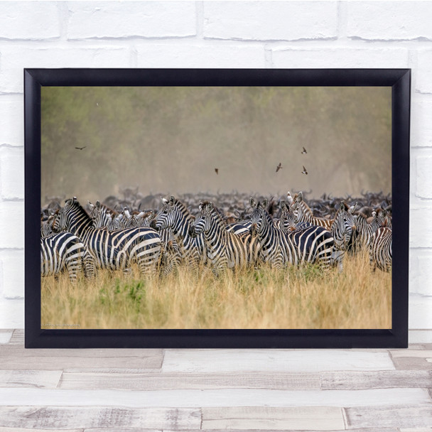 Zebra Flock Herd Zebras Wildlife Wild Nature Animals Pack Packed Wall Art Print