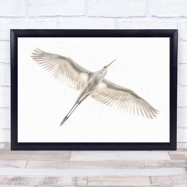 Avian Birds Egret Bird White High Key High-Key Great Flying Fly Wall Art Print