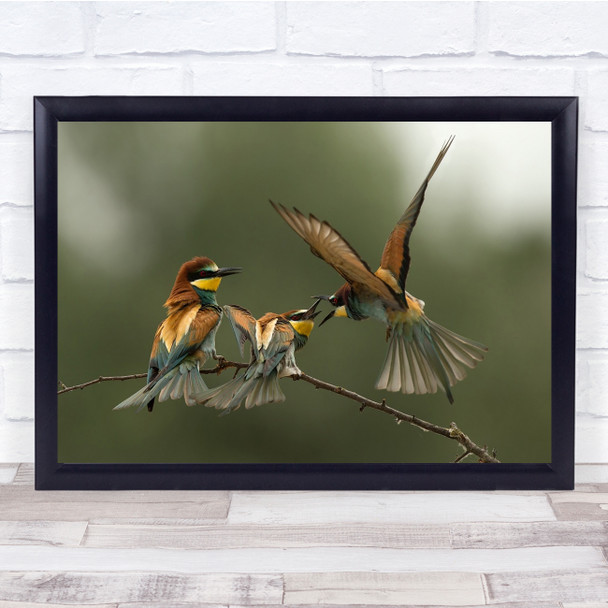 Bee Eaters Wildlife Italy Fight Birds Bee Eater Bird Wild Wings Wall Art Print