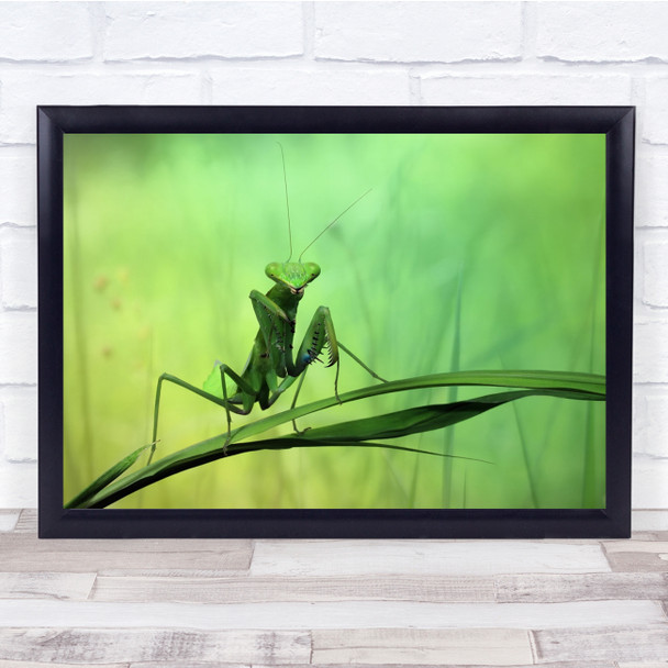 Larva Sidemen Bali Grass Green Praying Mantis Macro Alien Bokeh Wall Art Print