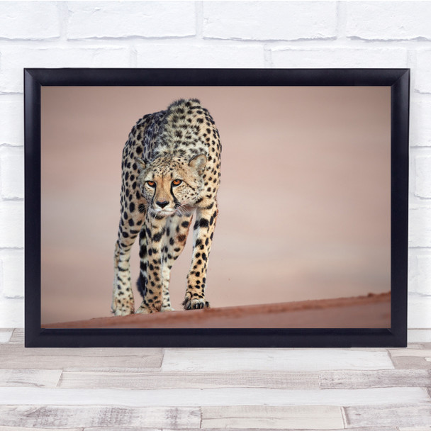 Namibia Cheetah Africa Bokeh Feline Wildlife Wild Nature Animal Wall Art Print