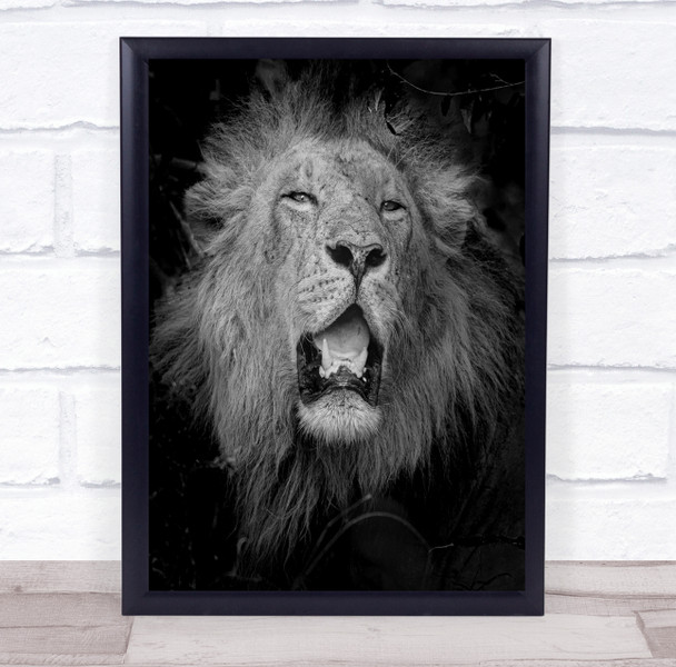 Lion Mane Fangs Roar Masai Mara Kenya Africa Black & White Lions Feline Print