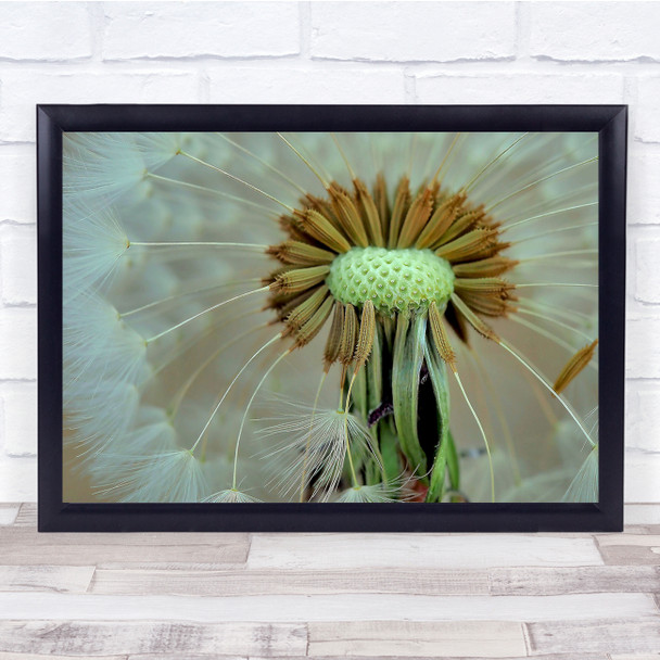 Achenes Dandelion Flower Flowers Flora Floral Macro Downy Tuft Wall Art Print