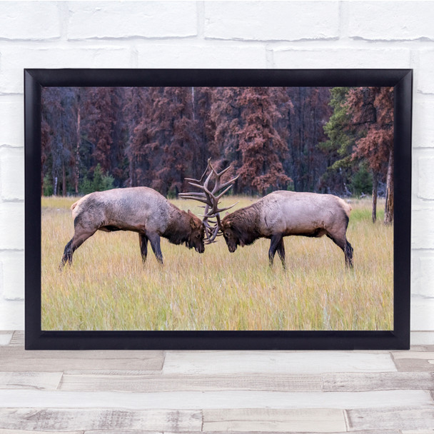 Elk Deer Stag Antler Antlers Forest Field Duel Challenge Fight Wall Art Print