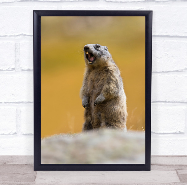 Marmot Marmotta Animals Alps Marmots Scream Roar Roaring Shout Wall Art Print
