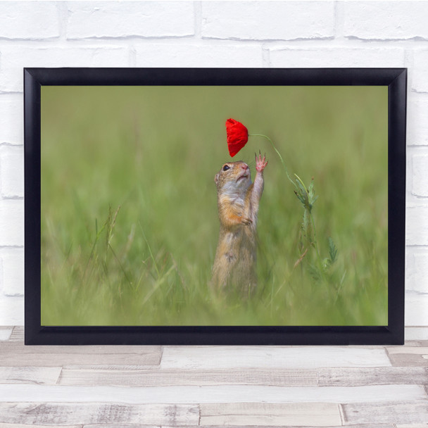 Ziesel Squirrel Poppy Nature Wild Wildlife Animal Furry Ground Wall Art Print