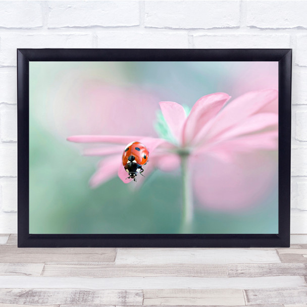 Flower Flora Bloom Fauna Wildlife Ladybird Ladybug Ladybeetle Wall Art Print