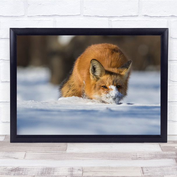 Fox Snow Cold Wild Wildlife Canada Winter Christmas Card Cute Wall Art Print