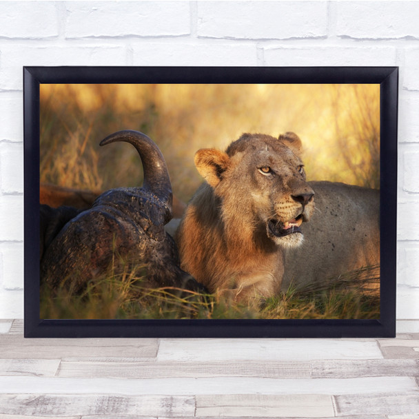 Lion Male Africa Botswana Moremi Kill Buffalo Okavango Safari Wall Art Print