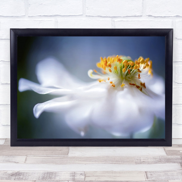 Summer Anemone Flower Floral Flora Macro Close up Wind Flower Wall Art Print