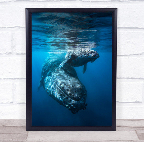 Whale Humpback Humpback Whale Baleine Cetacea Cetace Wildlife Wall Art Print