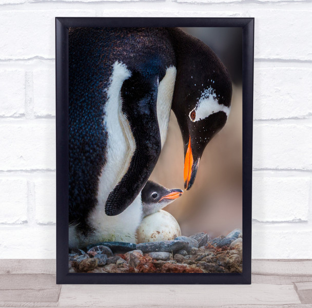 Wildlife Wild Nature Animal Animals Egg Eggs Penguin Penguins Wall Art Print Wildlife Wild Nature Animal Animals Egg Eggs Penguin Penguins Wall Art Print