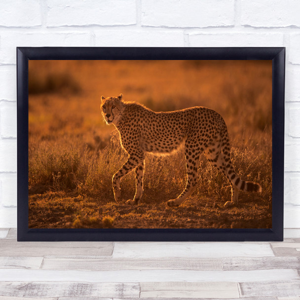Wildlife Wild Nature Animals Gold Golden Orange Cheetah Sneak Wall Art Print