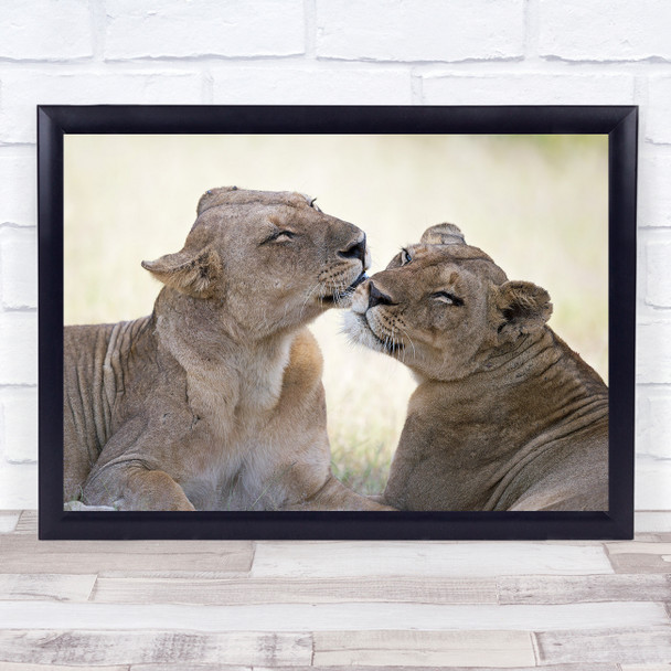 Lioness Lion Zambia Africa Feline South Luangwa Lions Safari Wall Art Print