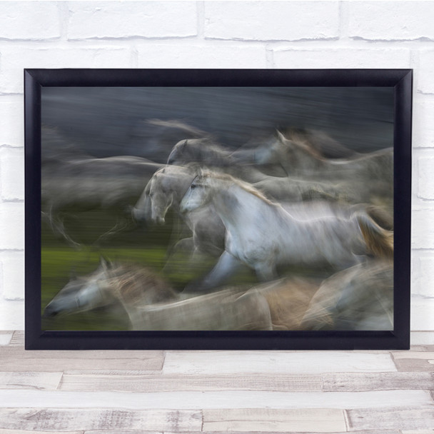Lipicanci Gallop Horse Horses Blur Blurry Motion Run Running Wall Art Print