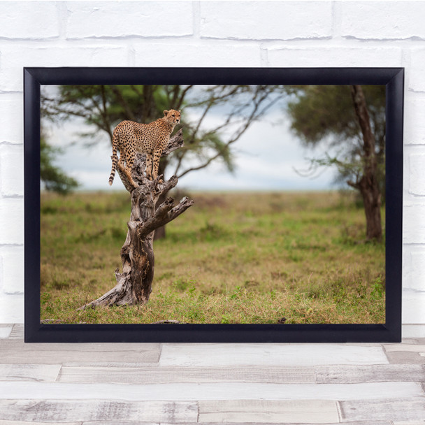 Safari Africa Wildlife Tanzania Cheetah Feline Savannah Wild Wall Art Print