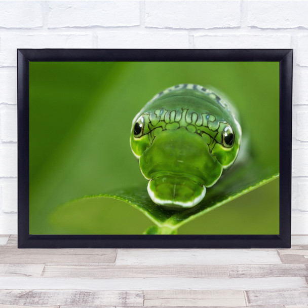 Snake Wildlife Macro Predator Animal Danger Dangerous Poison Wall Art Print