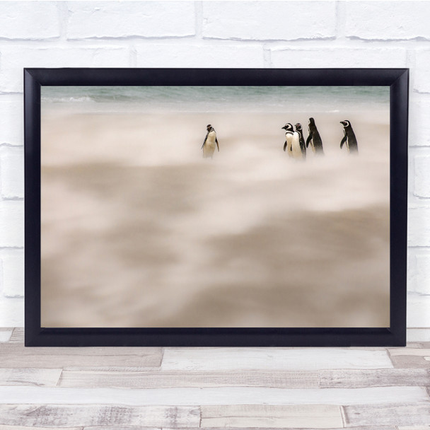 Wild Life Penguins Falkland Islands Maldives Storm Sandstorm Wall Art Print