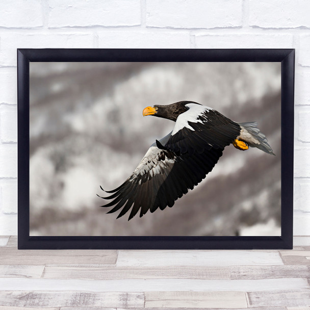 Wildlife Eagle Sea Bokeh Flight Fly Flying Power Force Wings Wall Art Print