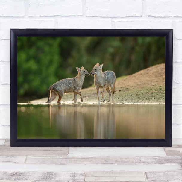 Wolf Wolves Wildlife Nature Animals Wild River Lake Riverbed Wall Art Print