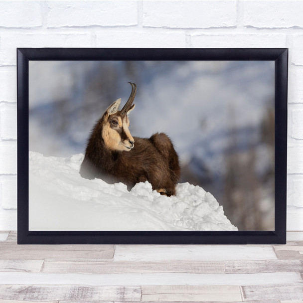 Chamois Camoscio Animals Alps Mountain Goat Animal Wildlife Wall Art Print