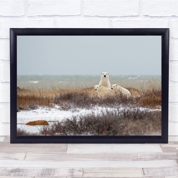 Churchill Manitoba Canada Bear Bears Family Cubs Cub Mother Wall Art Print