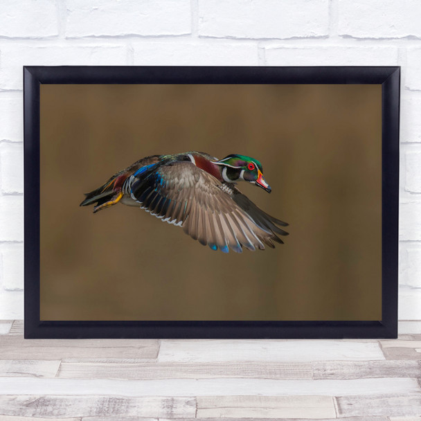 Duck Wild Bird Bokeh Flight Fly Flying Birds Animal Animals Wall Art Print