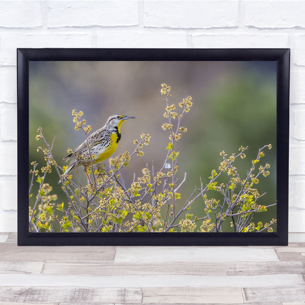 Nature Animal Bird Wild Wildlife Yellow Spring Flower Bokeh Wall Art Print