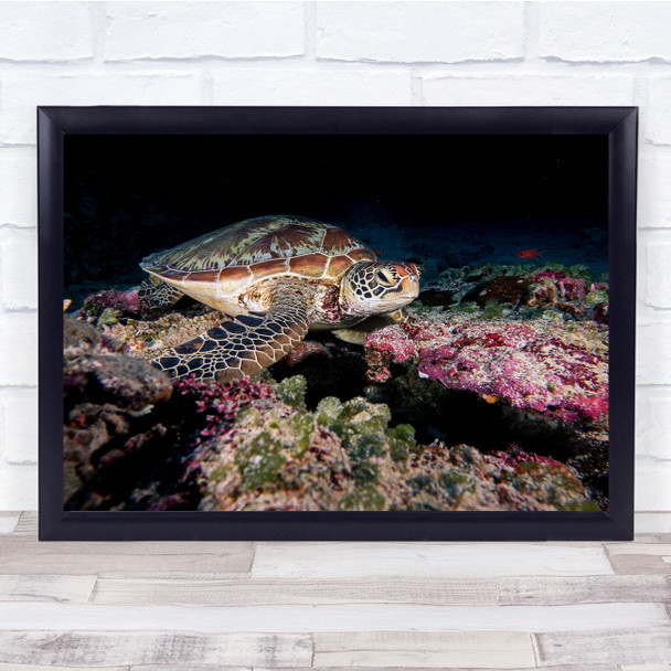 Turtle Sea Coral Reef Bottom Underwater Shell Wildlife Wild Wall Art Print