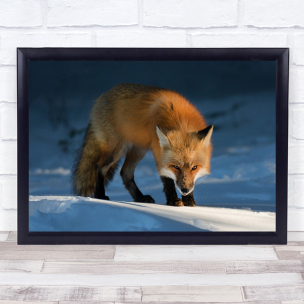 Wildlife Animal Algonquin Snow Red Fox Animals Winter Frost Wall Art Print