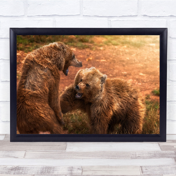 Wildlife Animals Bear Brown Fight Sunlight Light Horizontal Wall Art Print